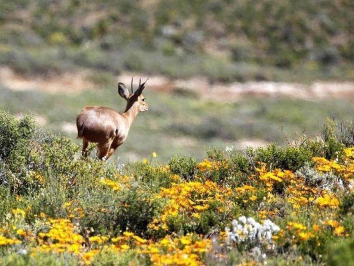 Aardvark Bioreserve Ladismith Exterior photo